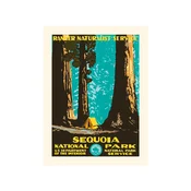 Stenska dekoracija PLAKAT Sequoia 30 x 40 cm