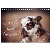 Schafe und Lämmer (Tischkalender 2026 DIN A5 quer), CALVENDO Monatskalender