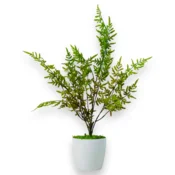 shumee Lončnica - Praprot, lončnica praprot zeleno-rjava 75 cm