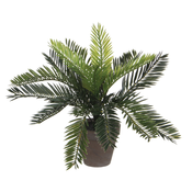 CIKAS PALMAA ZELENA V SIVEM STAN LONCU D11,5CM - H33CM