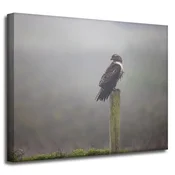 shumee Platno s tiskom Živali Ptica Sokol 50x40 cm