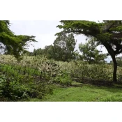 Tanzania Tembo Tembo | Espresso 500 g
