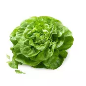 Seme 5 kesica - Zelena salata Atrakcija Villager 004661