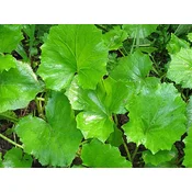 Adonis Caj podbel list, 50g