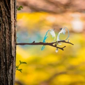 Aberto Design Dekorativna figura Bird on the branch 26, 20x50 cm, 1.5 mm, Plava