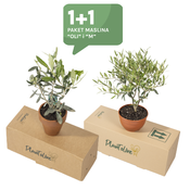 Olives – 1+1 Bundle (Olea Europaea M+S)