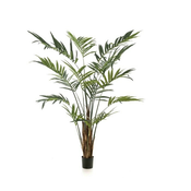Kentija palma 270 cm - Kentia - 250 - 300 cm