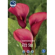 Čebulica Kala Red Sox, 1 kos