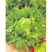 SOLATA LJUBLJANSKA LEDENKA 3, BIG PACK 15gr