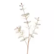 EUKALYPTUS ZWEIG