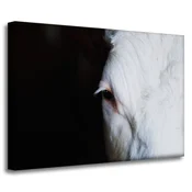 shumee Platno s tiskom Živali Kravje oko 70x50 cm