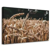 shumee Platno Narava Pšenično polje 90x60 cm Klasje žetve