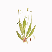 Bokvica uskolisna (Plantago lanceolata), 100g