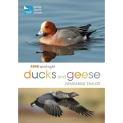 RSPB Spotlight Ducks and Geese