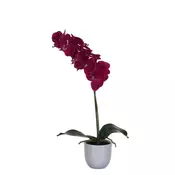 PHALAENOPSIS ORHIDEJA