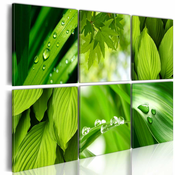 Slika - Fresh green leaves 60x40