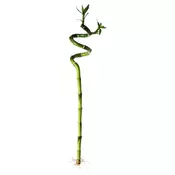 DRACAENA Biljka, bambus dracena/spiralno, 45 cm