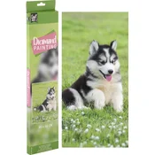 Grafix Diamantna slika Husky 40x50cm