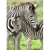 Ravensburger Puzzle Zebre XXL 300 kosov