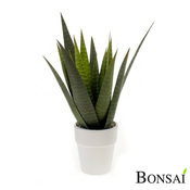 Aloe vera v belem lončku 23 cm - zelena - do 25 cm