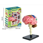KJB Sestavljivi anatomski model možganov s stojalom