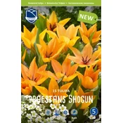 Čebulice tulipan Shogun, 15 kosov