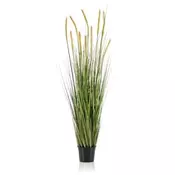 TRAVA LISIČJI REP V:150cm