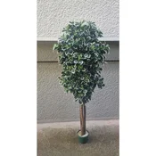 Lilium gusto stablo šeflere 165 cm