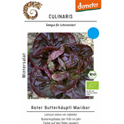 Bio zimska solata Red Butterhäuptl Maribor