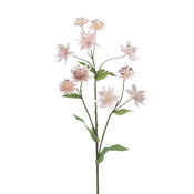 Astranta 70 roza - roza - 50 do 75 cm