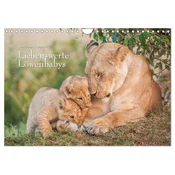 Emotionale Momente: Liebenswerte Löwenbabys / CH-Version (Wandkalender 2027 DIN A4 quer), CALVENDO Monatskalender