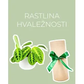 Rastlina hvaležnosti (Maranta Lemon Lime)