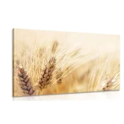 Slika pšenično polje - 30x20