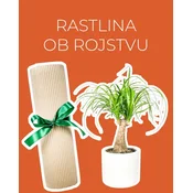 Rastlina ob rojstvu otroka (Nolina)