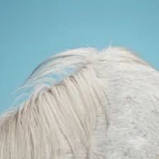 Widowspeak - All Yours (LP)