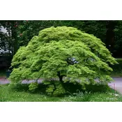 ACER PALMATUM DISSECTUM, VIŠINA 250-300cm, V LONCU
