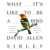 What It's Like to be a Bird