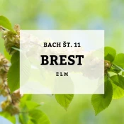 Bachove kapljice 11, Brest - Elm, 10 ml