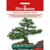 Dürr Samen Bonsai evropski macesen