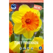 Čebulice narcise Mary Bohannon, 5 kosov