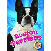 Boston Terriers