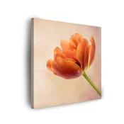shumee Platno s tiskom Botanični tulipan 40x40 cm