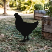 Aberto Design Dekorativna figura Chicken 01, 64x42 cm, 1.5 mm