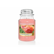 Yankee Candle Sveča Sun-Drenched Apricot Rose 623g