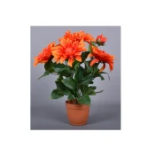 Vrtne rože Jesenski iris X6 aranžma 6 cvetov v cvetličnem lončku 42cm
