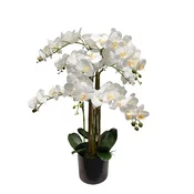 Umetna orhideja bela 80 cm Lia real touch - bela - 76 do 100 cm - 31 do 50 cm