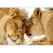 artgeist Fototapeta Lion Tenderness, 250x175cm