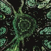Blasting Rod - Of Wild Hazel (LP)