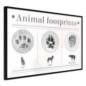 Poster - How to Recognize an Animal 45x30