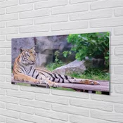 tulup.si Stenska plošča za kuhinjo Tiger v živalskem vrtu 125x50 cm